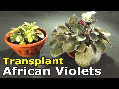 , title : 'Transplant African Violets in 2 minutes | How to transplant violet in a larger pot'