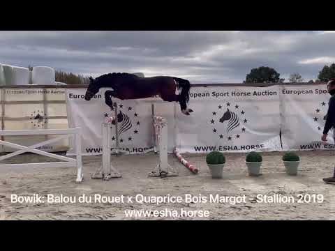 Bowik: BALOUT DU ROUET x QUAPRICE BOIS MARGOT