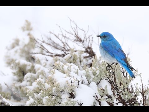 download lagu mp3 mp4 Coyote Blues Nutrition, download lagu Coyote Blues Nutrition gratis, unduh video klip Coyote Blues Nutrition