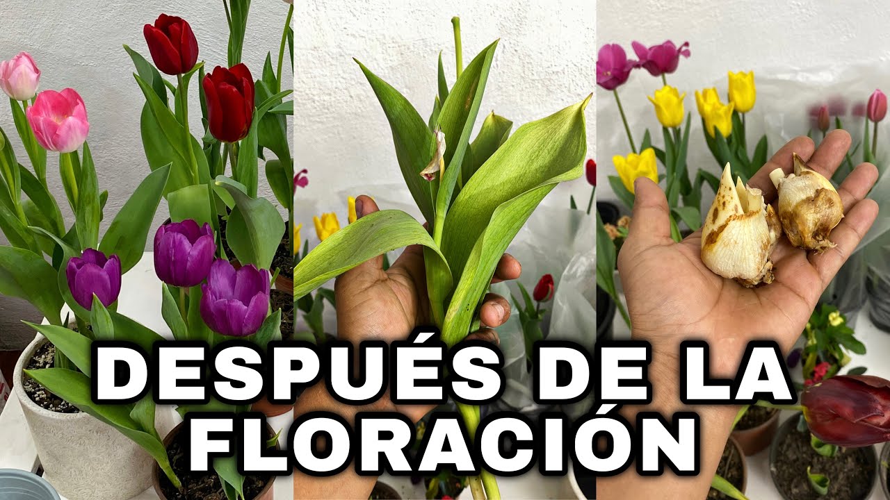 Que Hacer DESPUÉS De La FLORACIÓN De TULIPANES O TULIPÁN HOLANDES (Tulipa)