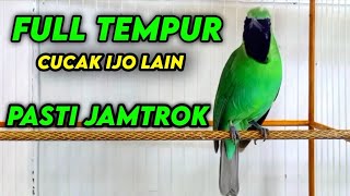 Download lagu Masteran Dan Terapi Cucak Ijo Drop Mental,Birahi Melet & Macet Bunyi Dengar ini Auto Langsung Nyaut. mp3
