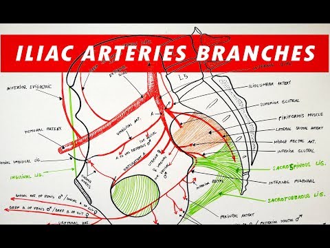Branches of the Internal and External ILIAC ARTERIES