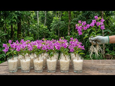 Just Rice! Bougainvillea Branch Suddenly Roots Like Crazy Overnight