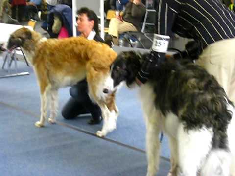 Cacib Dortmund ESS 09.Jugendklasse Rüden