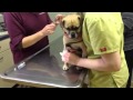 Sheba The Pug Carin Terrier At The Vet