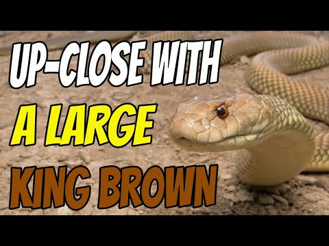 🐍𝗣𝗛𝗢𝗧𝗢𝗚𝗥𝗔𝗣𝗛𝗜𝗡𝗚 𝗔 𝗟𝗔𝗥𝗚𝗘 𝗞𝗜𝗡𝗚 𝗕𝗥𝗢𝗪𝗡 𝗦𝗡𝗔𝗞𝗘