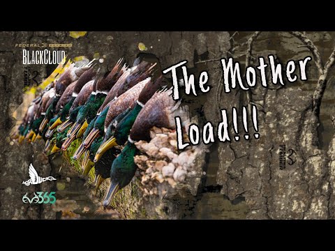 OPENING DAY ARKANSAS on PUBLIC Land | The Duck Mother Load | Black Cloud