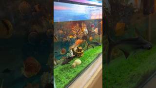 Download lagu Aquarium Fish 🐠 #fish #aquarium #shorts mp3