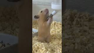 水旨いね……ハム太郎♡