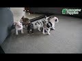 Frug dogs for sale: Miles - Video 1