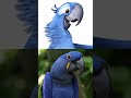 Rio Cartoon In Real Life Shorts