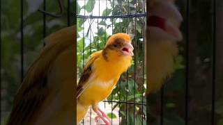 Download lagu Kenari gacor emosi #kenari #kenarigacor #canary #canarias #canario #birds #shorts #shorts mp3