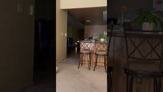 Video preview image #1 Colonial Cocker Spaniel-Unknown Mix Puppy For Sale in Corona, CA, USA