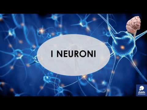 I neuroni