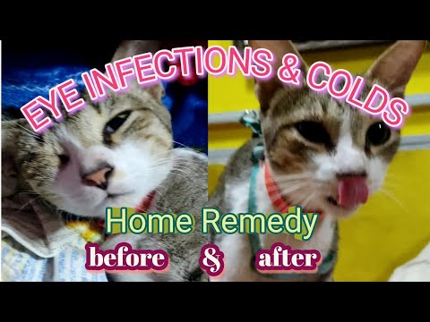 How to cure cat eye infections with colds ( respiratory infections)