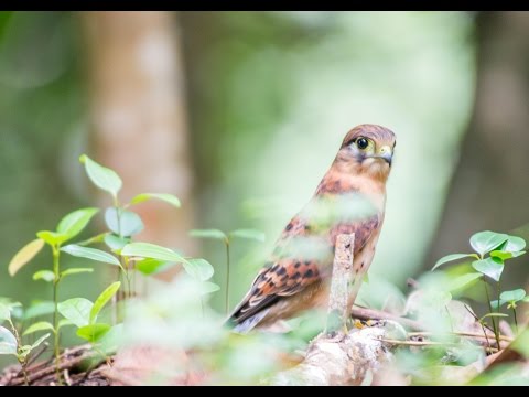 Kara Sun presenting wildlife (birding) of the seychelles - Part 1 (Mahe,Silhouette)