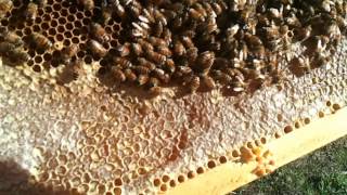 preview picture of video 'Apicoltura a Rivanazzano Terme, con Giorgio il maestro apicoltore.'