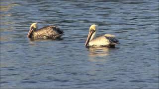 Pelican Bay Music Video