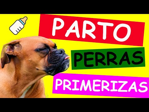 FIRST-TIME BIRTHING IN FIRST-TIME DOGS