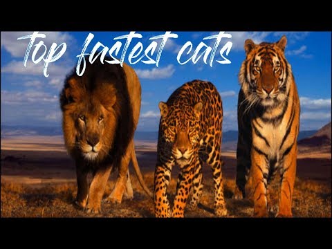 top 14 fastest cats - top cat documentary \ 1# planet (new cat documentary)