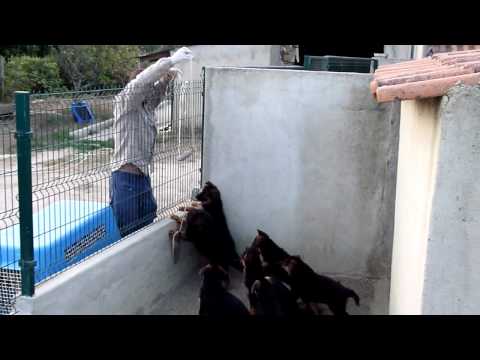 Veit v. Holtkämper Hof and Valeska von Rapicar puppies.wmv