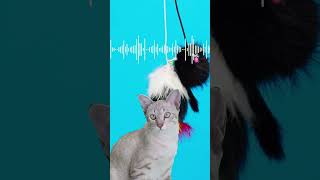 4 SOUNDS to LURE IN Stray CATS! 🔊😺 #SHORTS