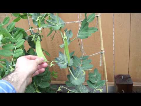 When to Harvest Snow Peas