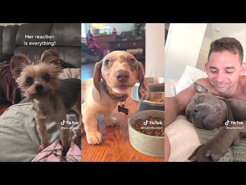 Funny Dogs That Got the Wrong Idea