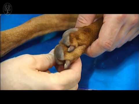 Wie eine Klammer Handgelenk tragen Schmerzen in der Schulter in den Rippen in dem Rücken