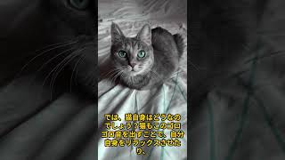 猫のゴロゴロ音の秘密