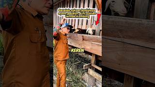 Download lagu After successfully cultivating laying hens, now successfully raising goats #shorts mp3