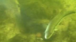 preview picture of video 'Scuba diving Toledo Bend Dam , Tx.'