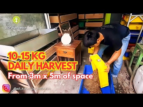 BRILLIANT!!! Small & Efficient place to cultivate Black Soldier Fly...