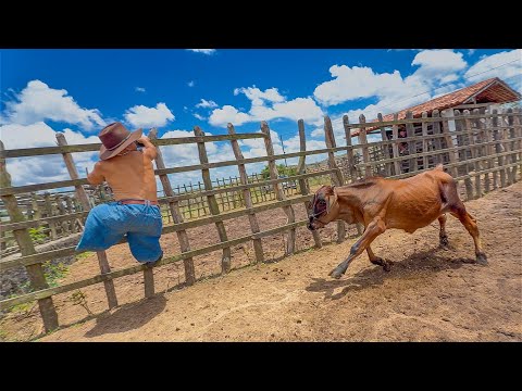 Dwarf bull went after Pililiu 😱🤣 | Pililiu of the Review