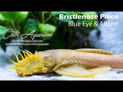 ブリストレノース プレコ (ブルーアイ & アルビノ)