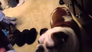 Ginger the bulldog Katherine Jenkins silence is all you know