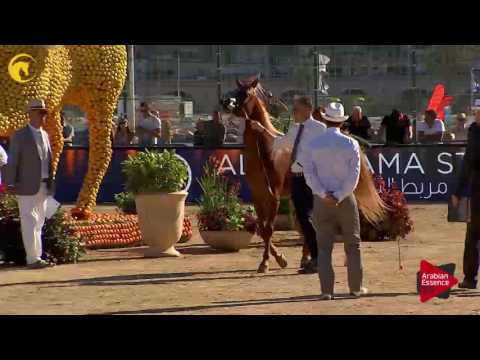 N.61 DELIGHT'S DIVAH RB - MENTON 2017 - Mares 4 to 6 years old (Class 4)