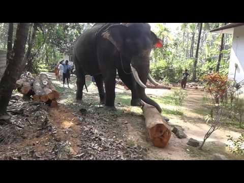 don't  underestimate the power of Elephant....