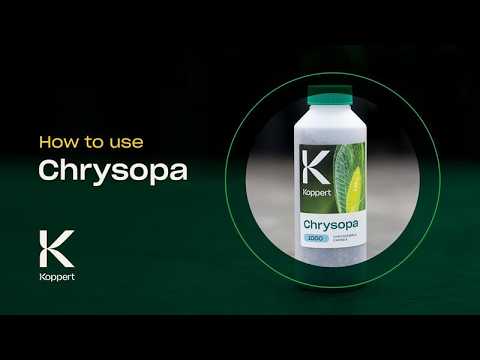 Chrysopa | Pest Control | Lacewings (Chrysoperla carnea)