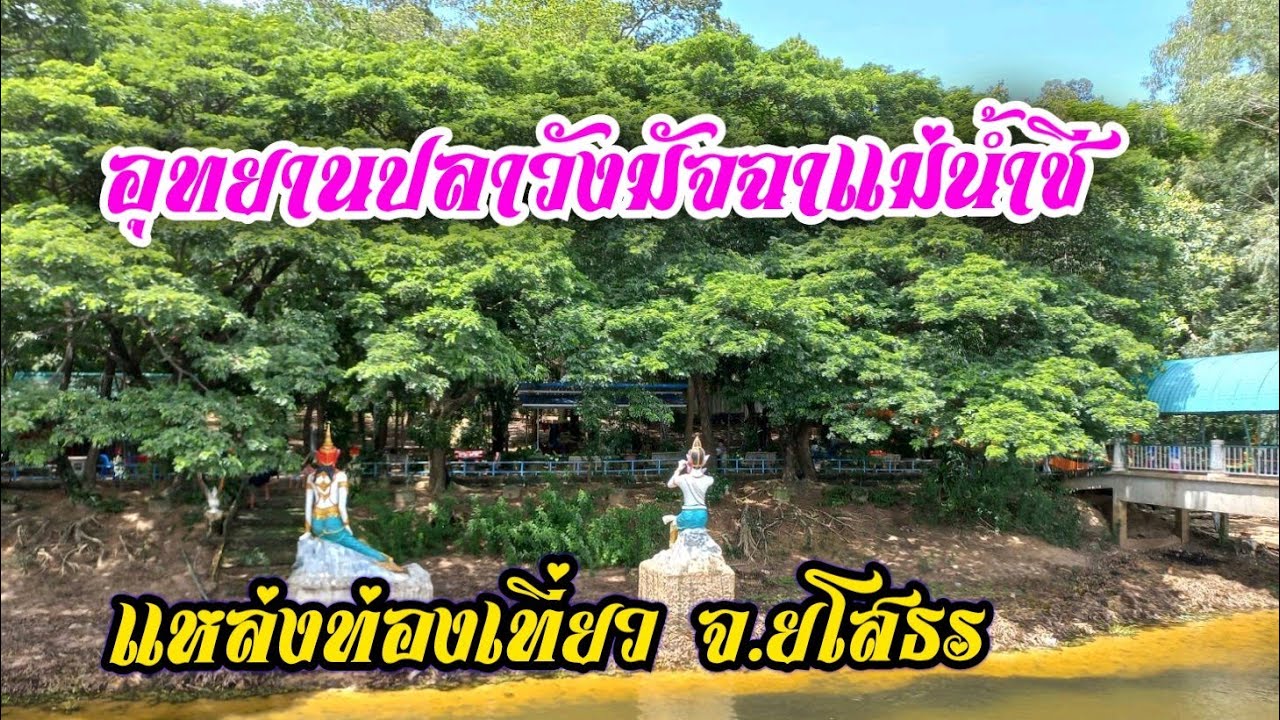 วังมัจฉา