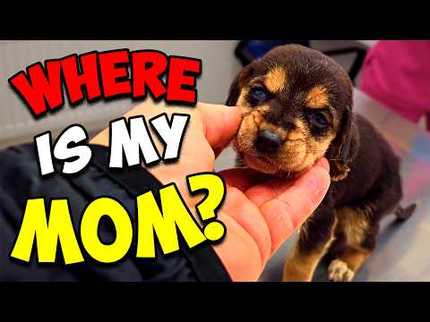 She Cried and Screamed for her Mom, but Nobody Answered