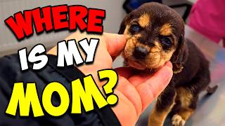 She Cried and Screamed for her Mom, but Nobody Answered MQDEFAULT Thumbnail