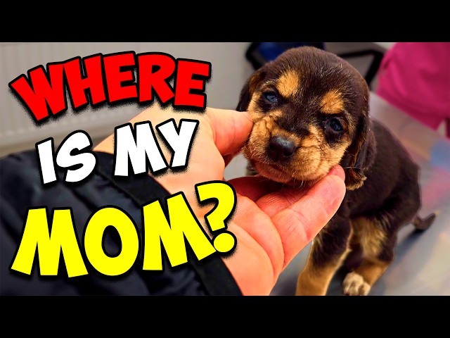 She Cried and Screamed for her Mom, but Nobody Answered SDDEFAULT Thumbnail
