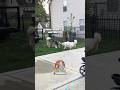 Tug Of War Dogs Voiced Over With Permission From Baharfaraj1 TT Shorts