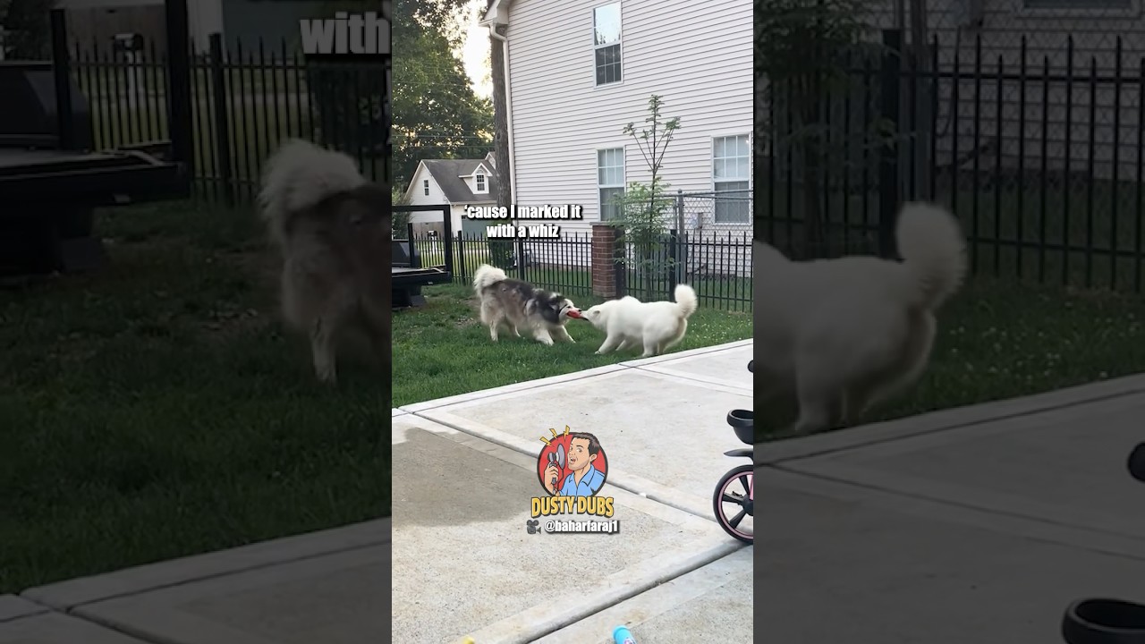 Tug of War Dogs 🎥: Voiced over with permission from baharfaraj1 (TT) #shorts