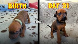 Video preview image #1 Labrador Retriever-Rhodesian Ridgeback Mix Puppy For Sale in FRESNO, CA, USA