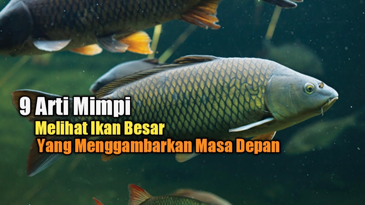 Apa Arti Mimpi Melihat Ikan Besar?