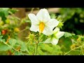 Beautiful Flowers Video Beautiful Flower Status
