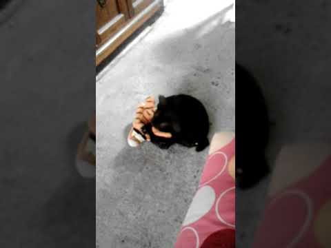 TIGGER VS. BLACK PUMA