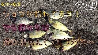【館山釣り情報】シマアジ！ショゴ！釣れるかも？でも・・・【釣りっぱり】